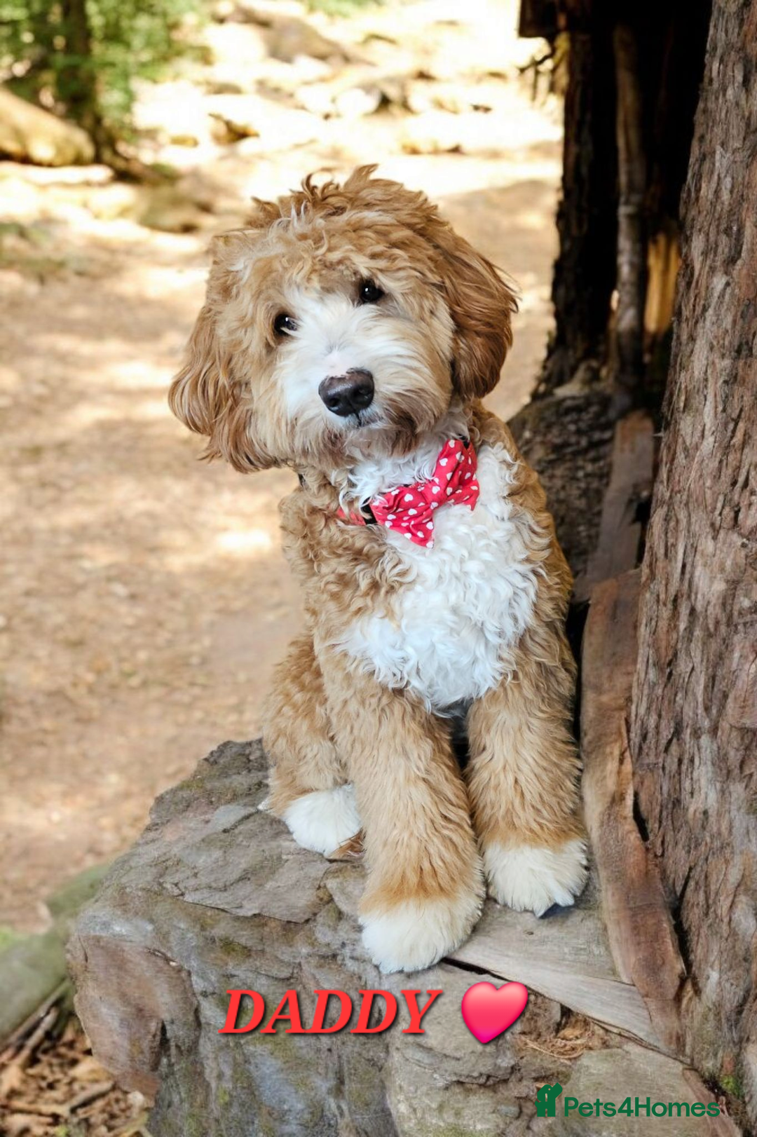 Labrador Retriever dogs for stud: Hip0/0 Elbow 0/0 Australian Labradoodle  - Advert 28