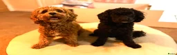 Cavapoo dogs for sale: 5 adorable Cavapoo pups in Halifax - Advert 3
