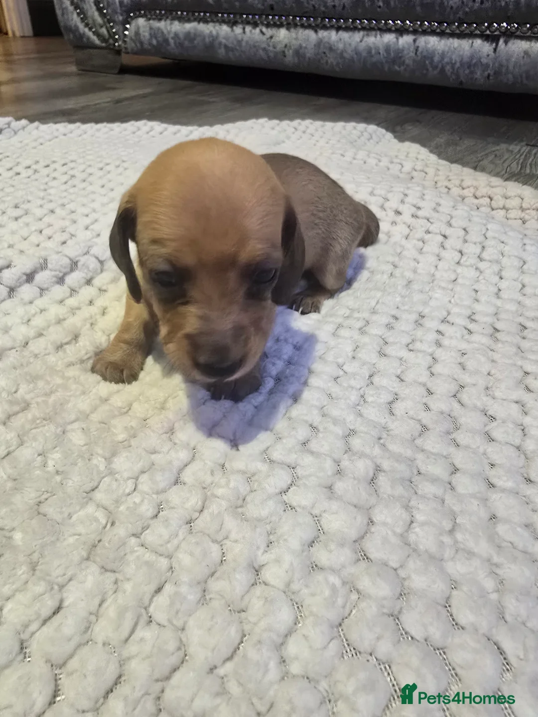 Miniature Dachshund dogs for sale: Miniature daschunds - Advert 9