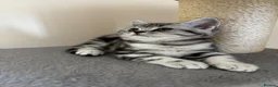 British Shorthair cats for sale: 💙❤️ GORGEOUS PEDIGREE SILVER TABBY BSH ❤️💙 - Advert 7