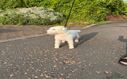 Lakeland Terrier dogs for sale: Lakeland terrier dog pup  - Image 3