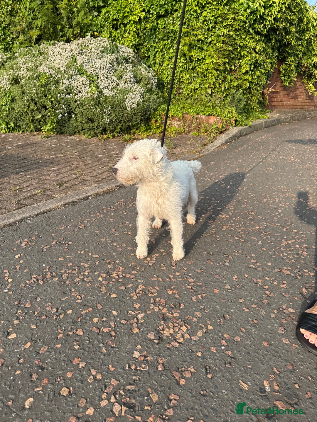 Lakeland Terrier dogs for sale: Lakeland terrier dog pup  - Image 3