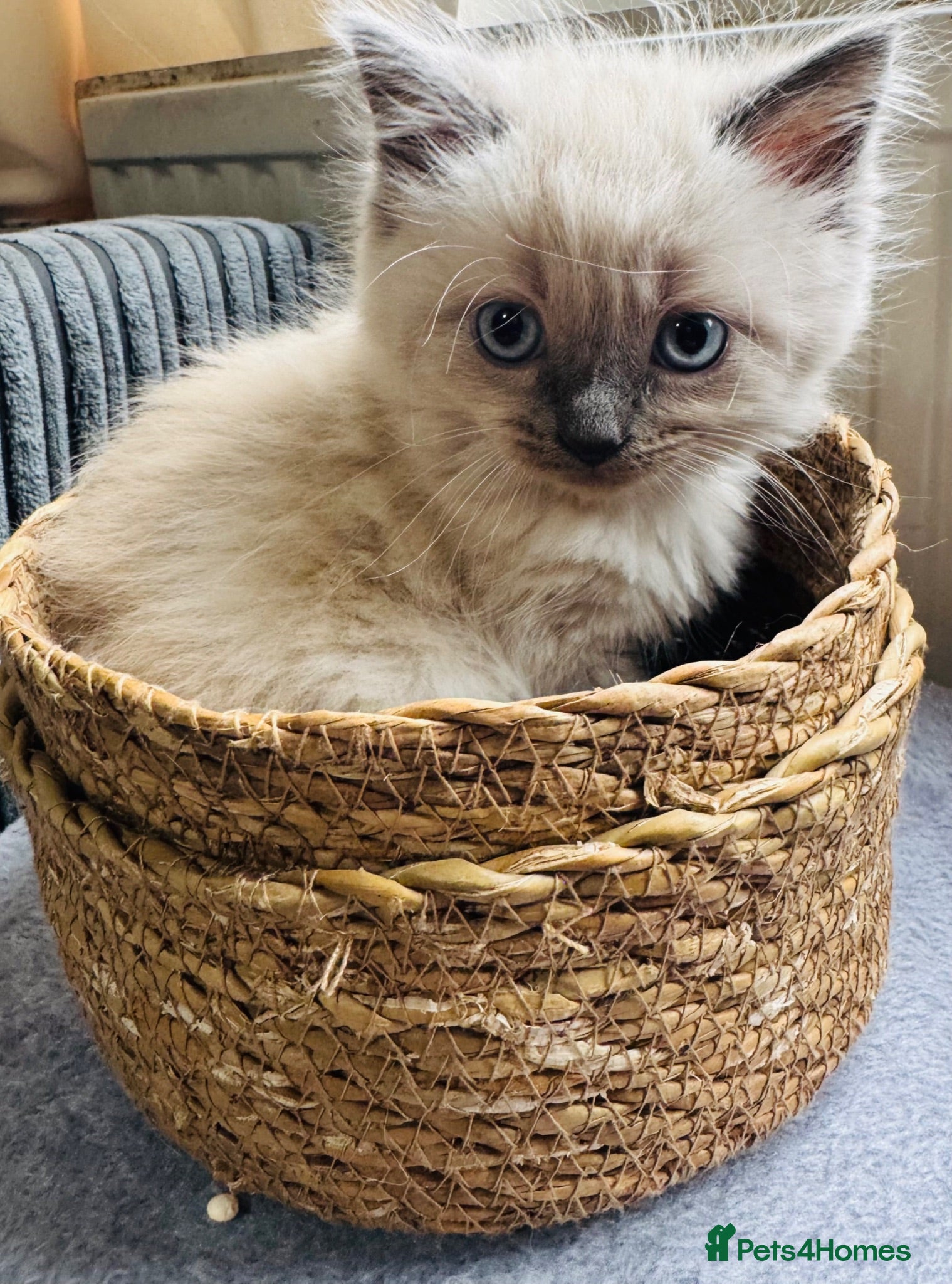 Ragdoll cats Eight-week-old Ragdoll kitten  - Advert 15
