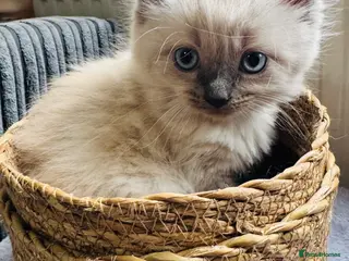 Ragdoll cats Eight-week-old Ragdoll kitten - Advert 15