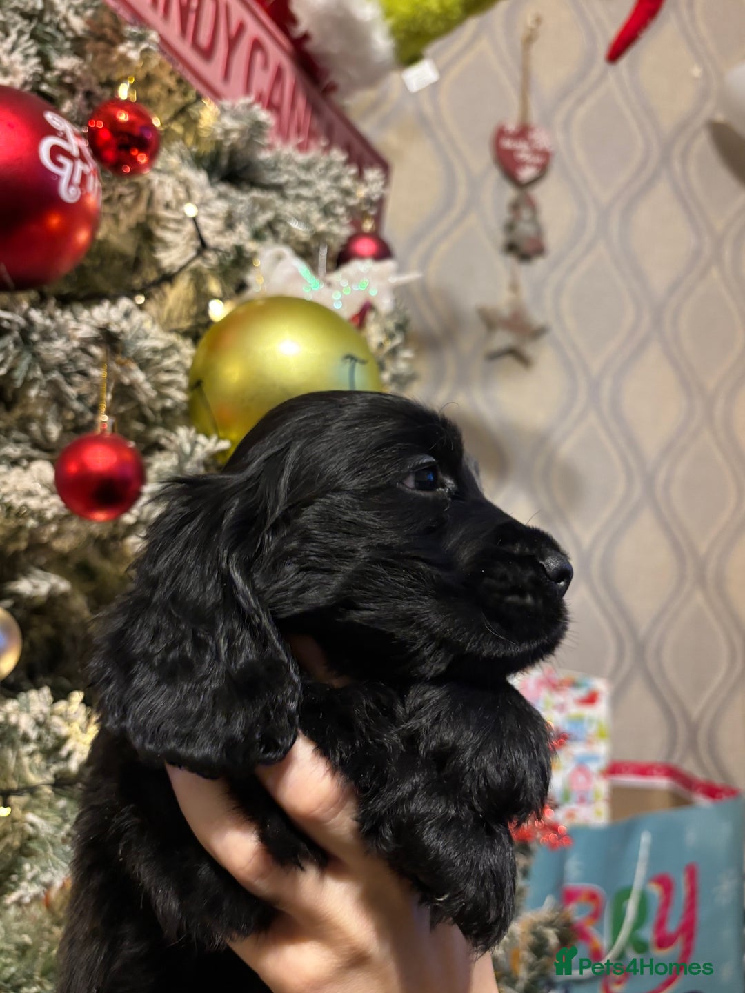 Cocker Spaniel dogs for sale: Show cocker spaniel  - Advert 4