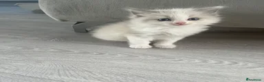 Ragdoll 3