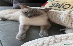 British Shorthair cats for sale: Vinnie and Tilly - Image 8