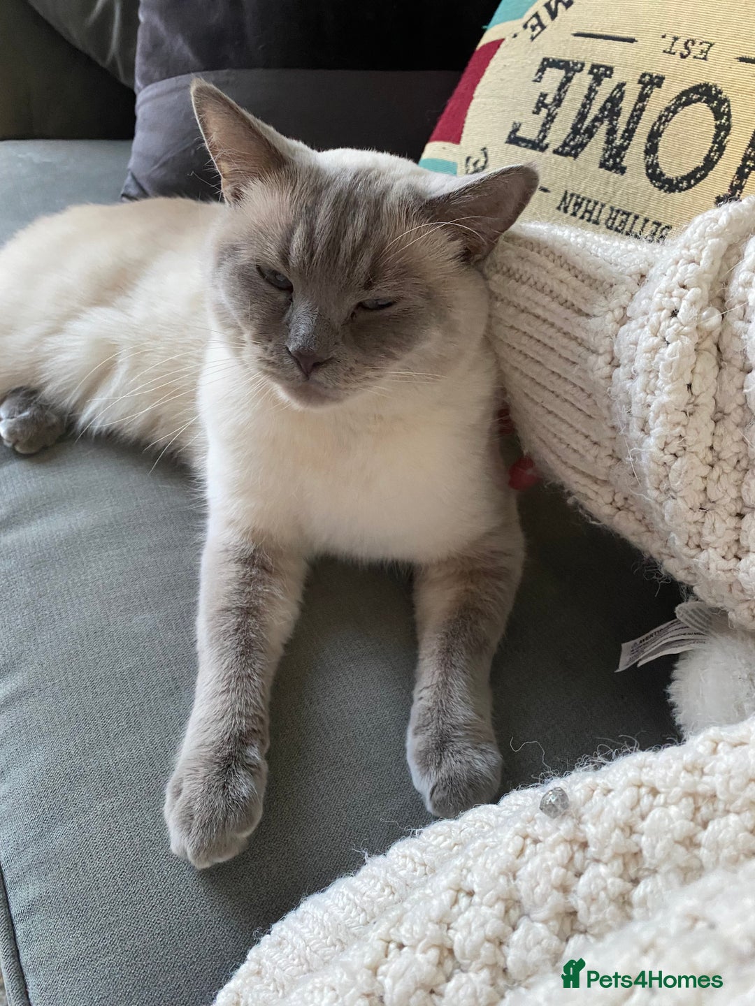 British Shorthair cats for sale: Vinnie and Tilly - Image 8