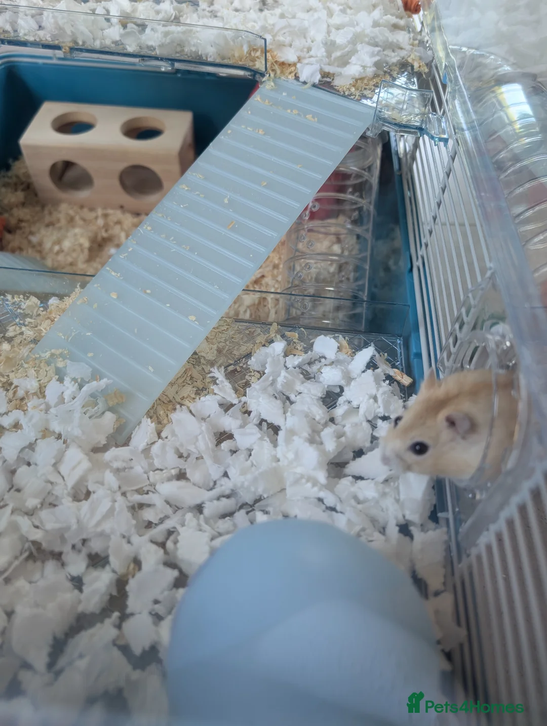 Hamster rodents for sale: Russian Dwarf Hamster - Advert 4