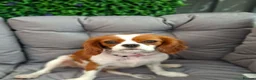 Cavalier King Charles Spaniel dogs for sale: 2 cavalier king charles - Advert 3