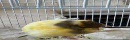 Canaries birds for sale: Yourkshire canary birds in Harrow - Advert 5