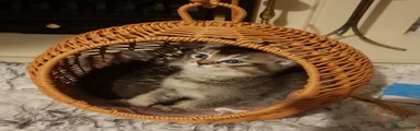 Tabby Boys