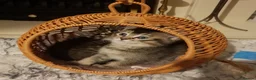Mixed Breed cats for sale: Ragdoll X Scottish Straight Kittens in North Shields - Advert 4