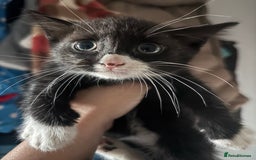 Mixed Breed cats for sale: 6 mixed breed kittens - Image 18