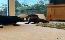 Miniature Dachshund dogs for sale: Kc reg pra clear mini smooth haired dachshund pups - Image 4