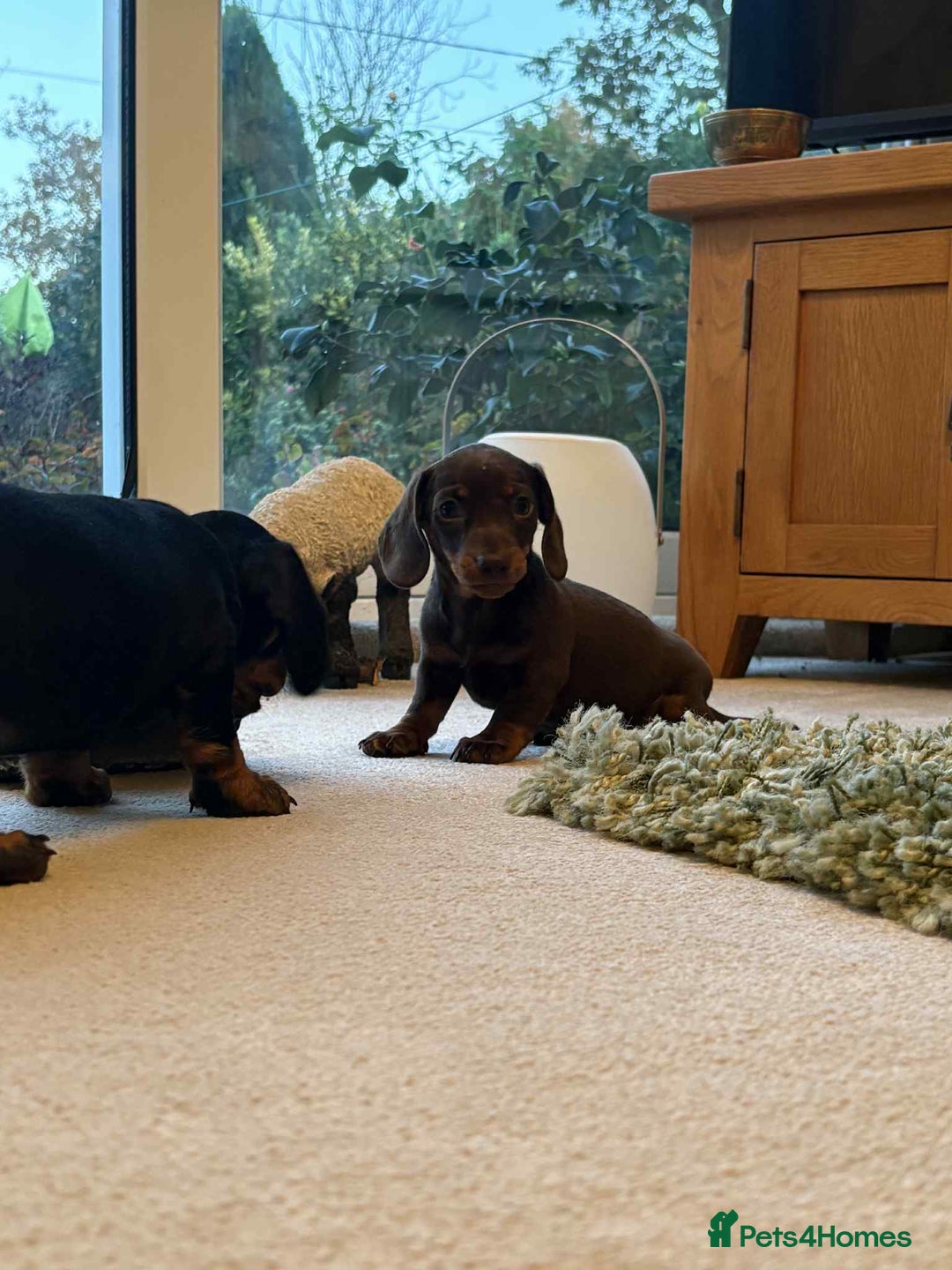 Miniature Dachshund dogs for sale: Kc reg pra clear mini smooth haired dachshund pups - Image 4
