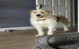 Mixed Breed dogs for adoption: Hershey ( and brother Harley )  - Advert 9