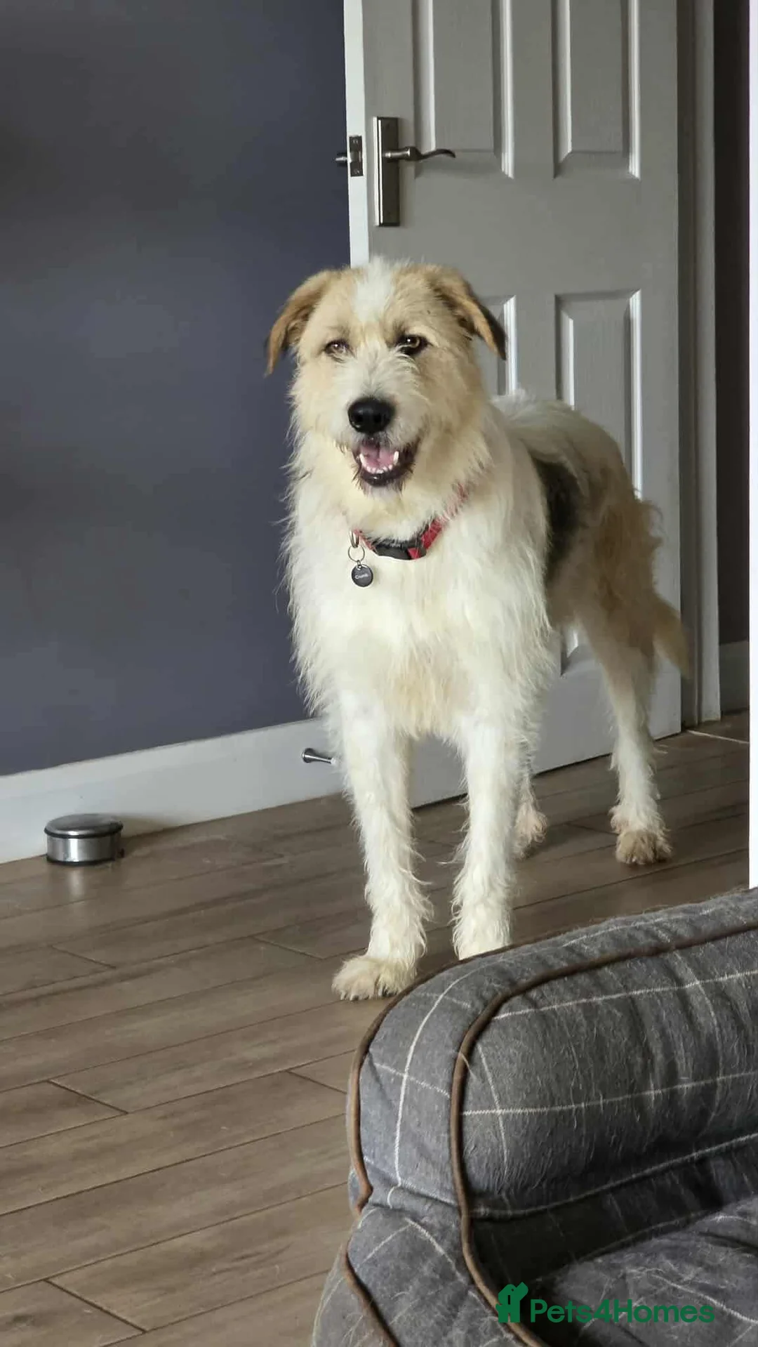 Mixed Breed dogs for adoption: Hershey ( and brother Harley )  - Advert 9