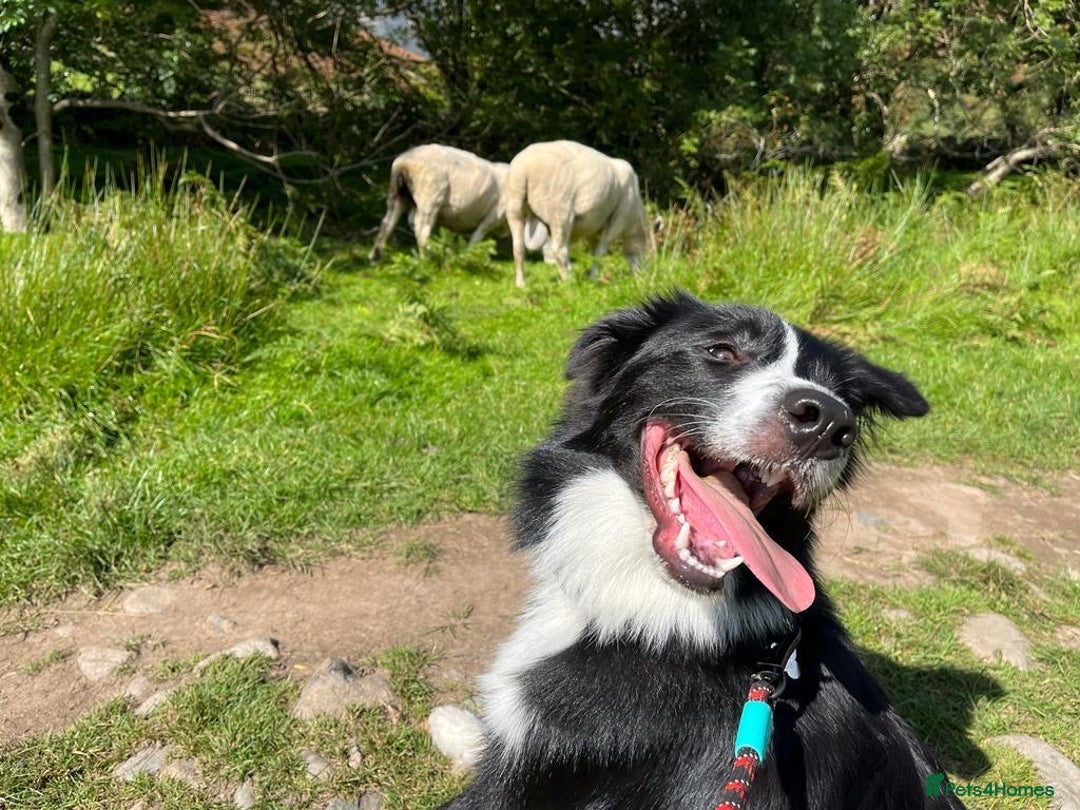 Border Collie dogs for sale: 5⭐️breeder KC DNA tested champions border collie  - Advert 20
