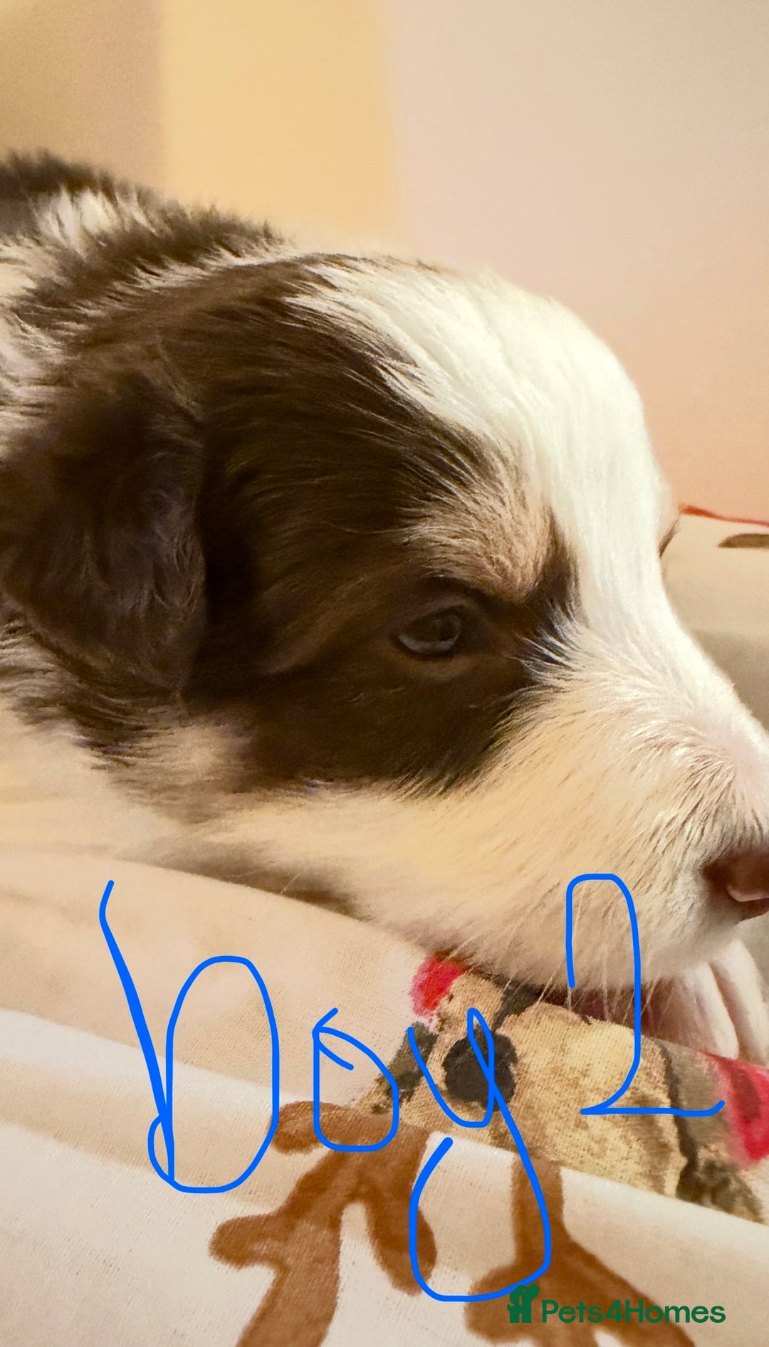 Border Collie dogs for sale: Little of collie pups - Advert 7