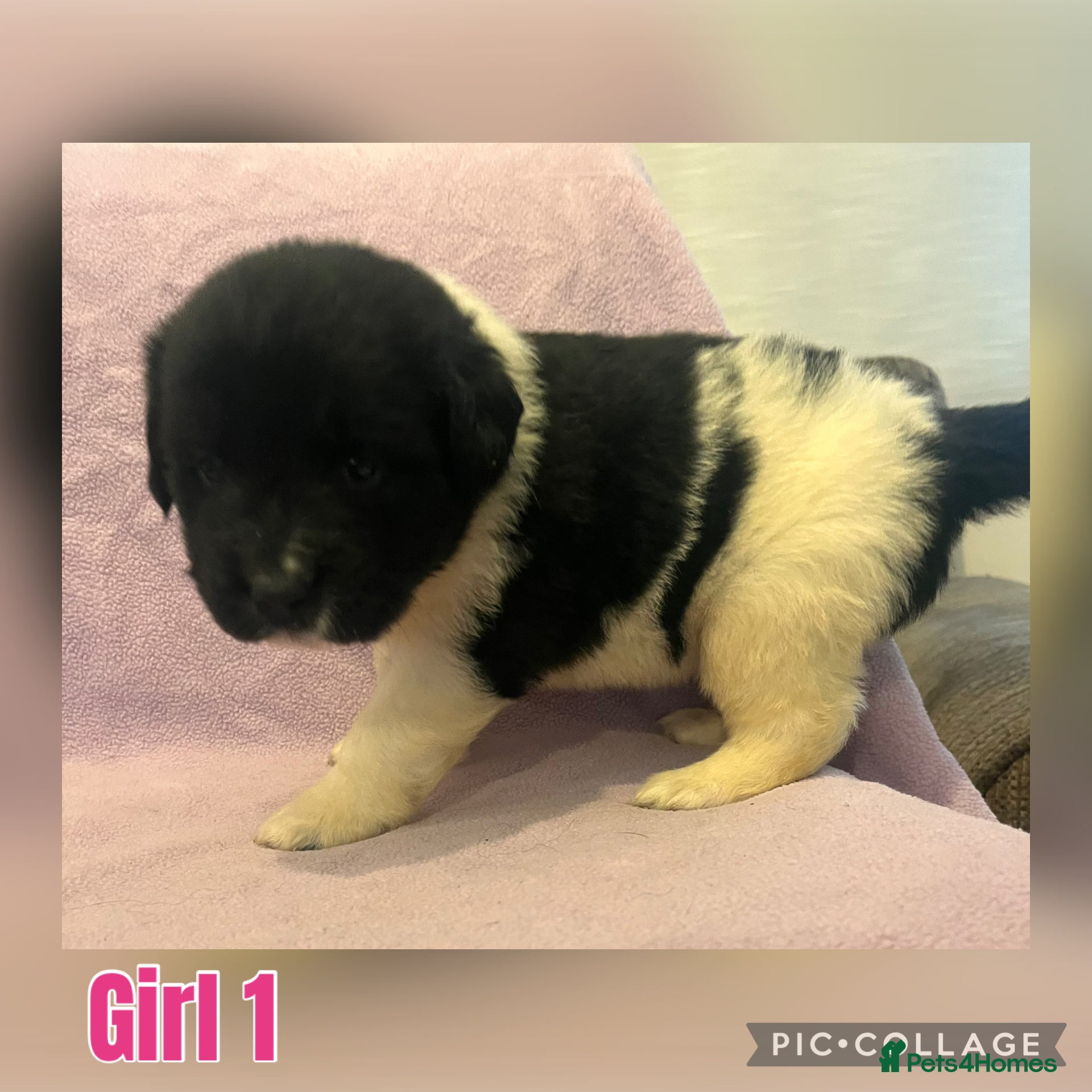 Mixed Breed dogs for sale: Black & landseer Newfoundland puppies  - Advert 19