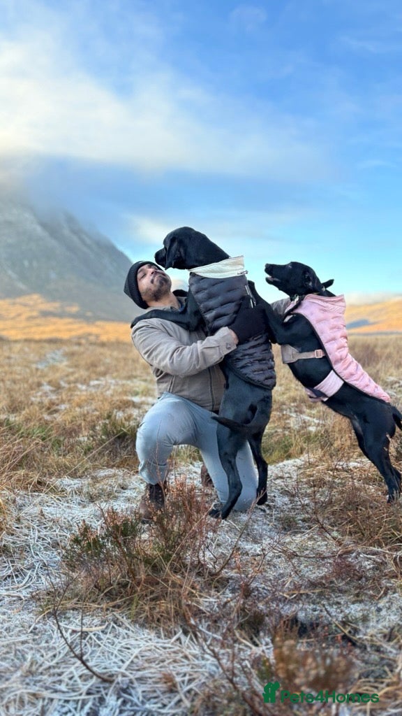 Labrador Retriever dogs Two Black Labrador Retrievers – Rehomed Together - Advert 2