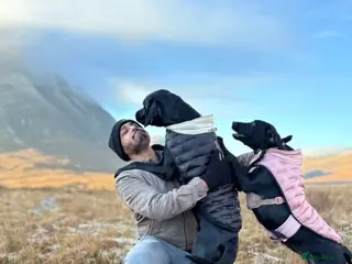 Labrador Retriever dogs Two Black Labrador Retrievers – Rehomed Together - Advert 1