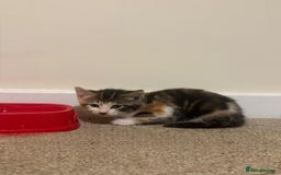 Mixed Breed cats for sale: 4 Gorgeous Kittens - Ready 1/11/25 - Image 3