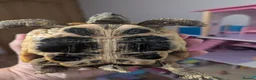 Hermann Tortoise reptiles for sale: Hermann Tortoise  - Advert 4