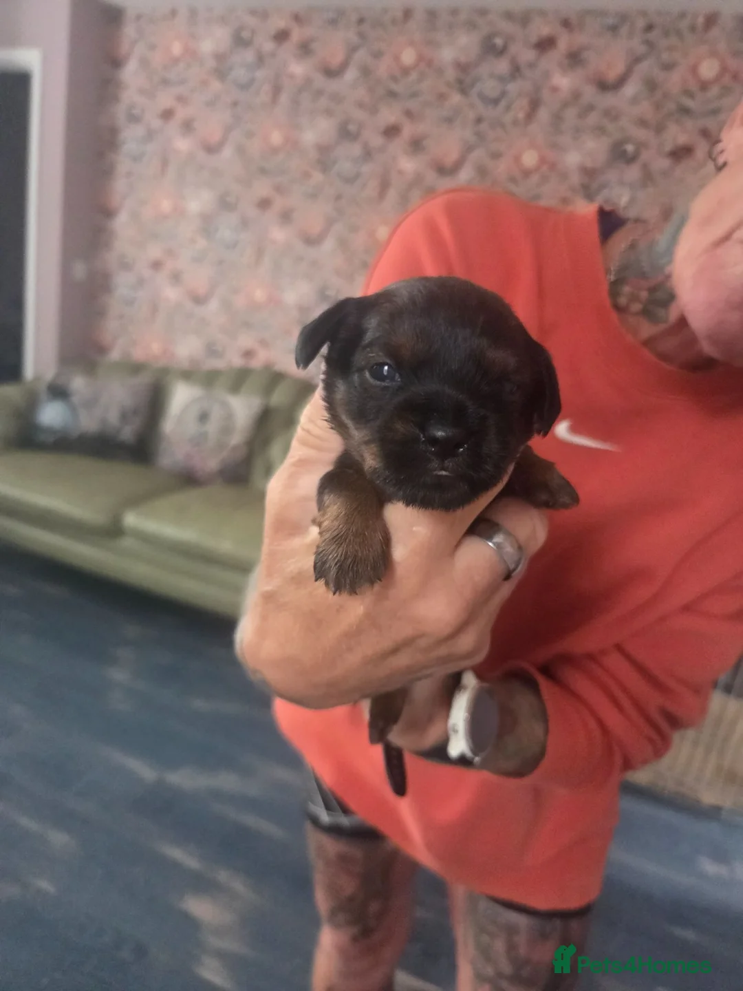 Mixed Breed dogs for sale: Shweenie puppies in Redcar - Advert 1