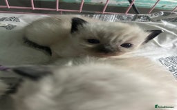 Ragdoll cats for stud: Ragdoll stud  - Image 2