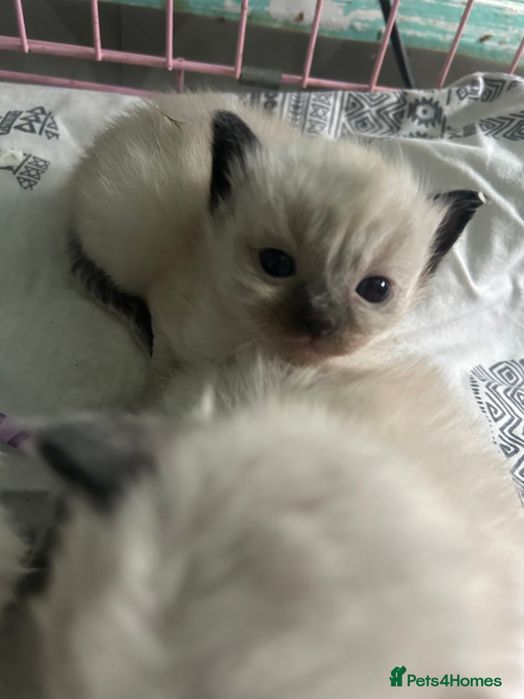 Ragdoll cats for stud: Ragdoll stud  - Image 2