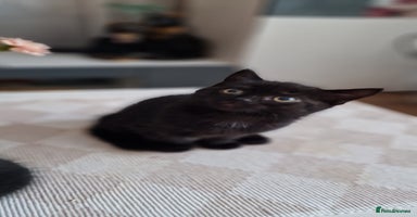 Mixed Breed cats - Advert 16