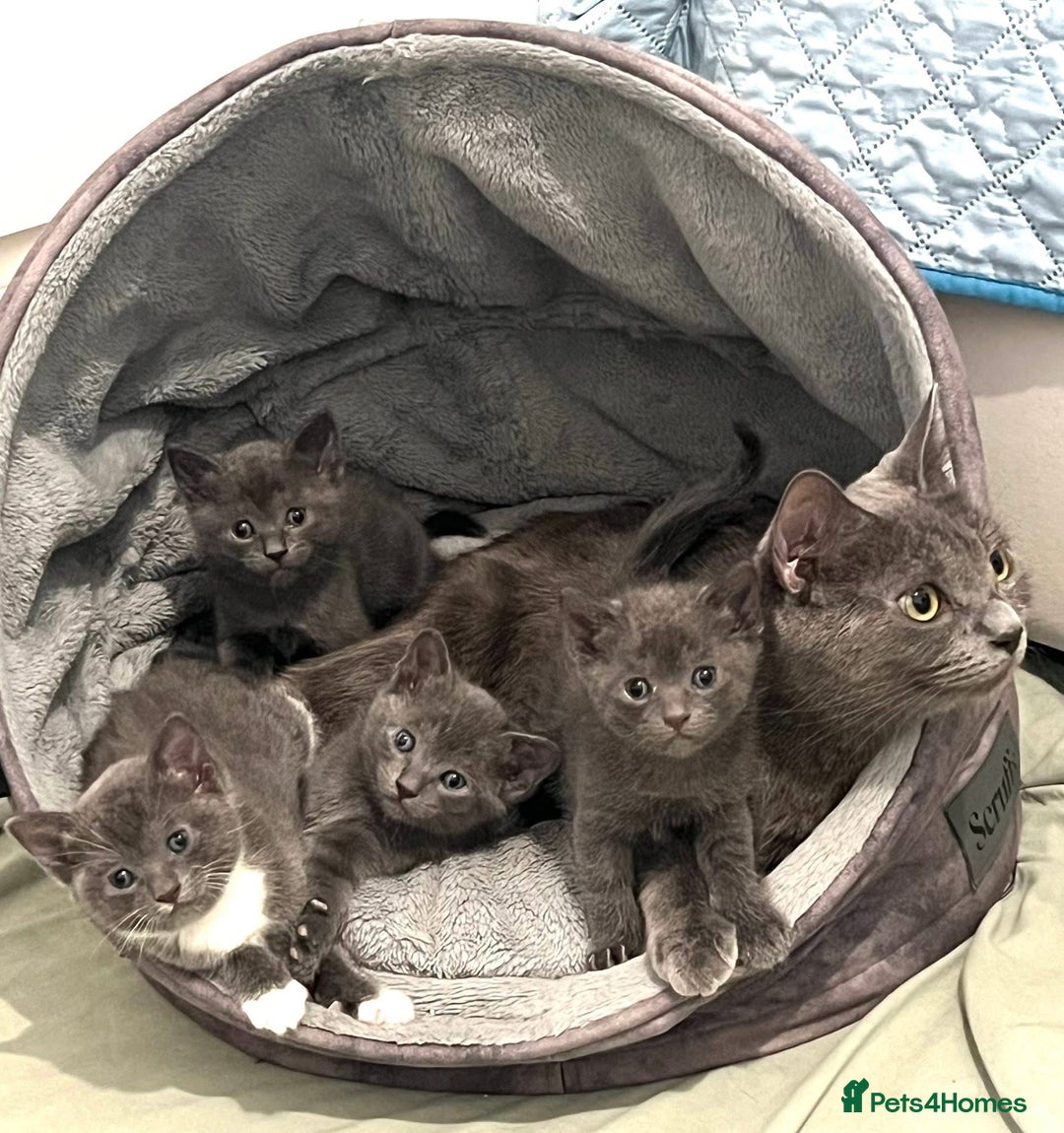 Ragdoll cats for sale: Adorable kittens ( Ragdoll cross) - Image 16