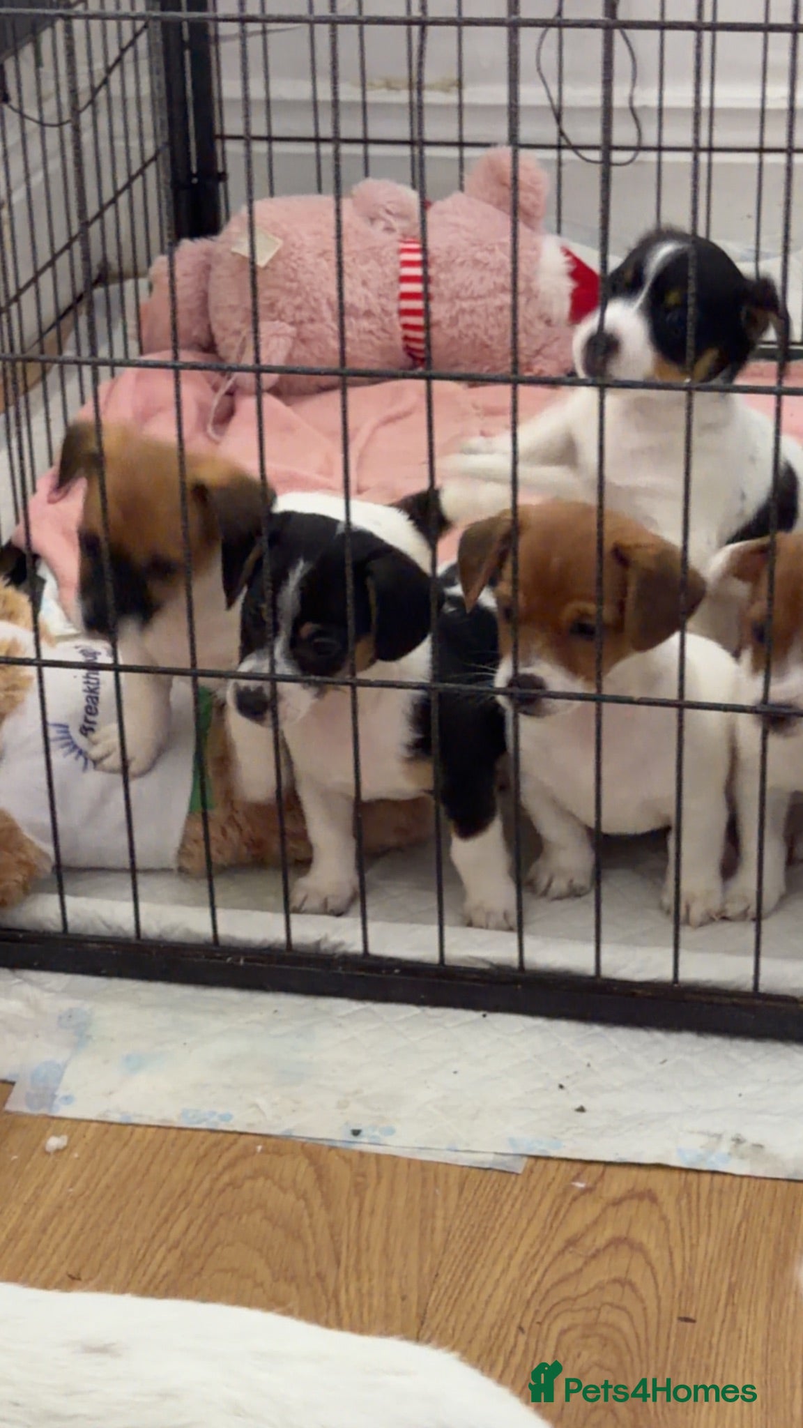 Jack Russell dogs Jackrussells terriers for sale  - Advert 12