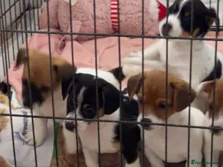 Jack Russell dogs Jackrussells terriers for sale - Advert 4