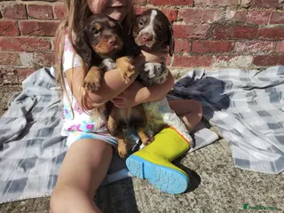 Cocker Spaniel dogs Cocker Spaniel Puppies - Advert 4