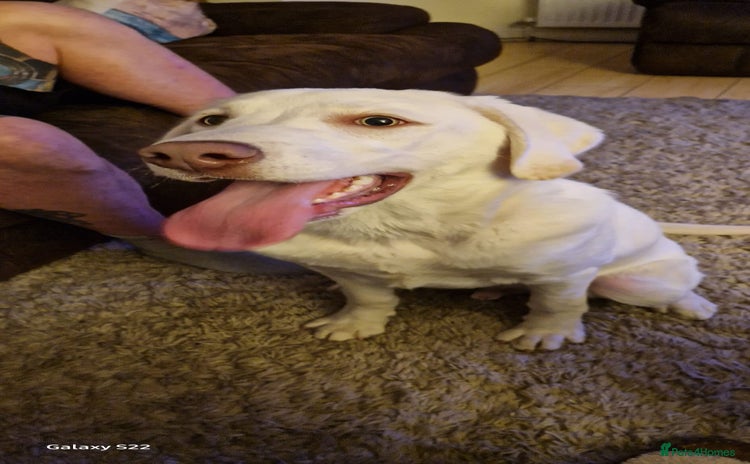 Labrador Retriever dogs - Advert 1