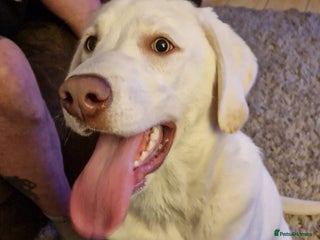 Labrador Retriever dogs - Advert 31