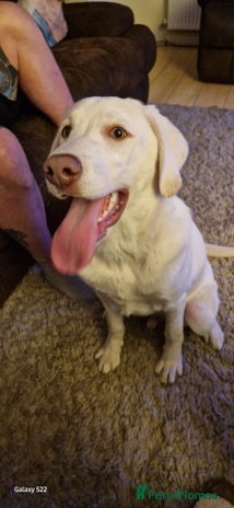 Labrador Retriever dogs - Advert 1