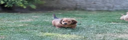 Mixed Breed dogs for sale: Two beautiful dachshund x schweenie  in Chester - Advert 19