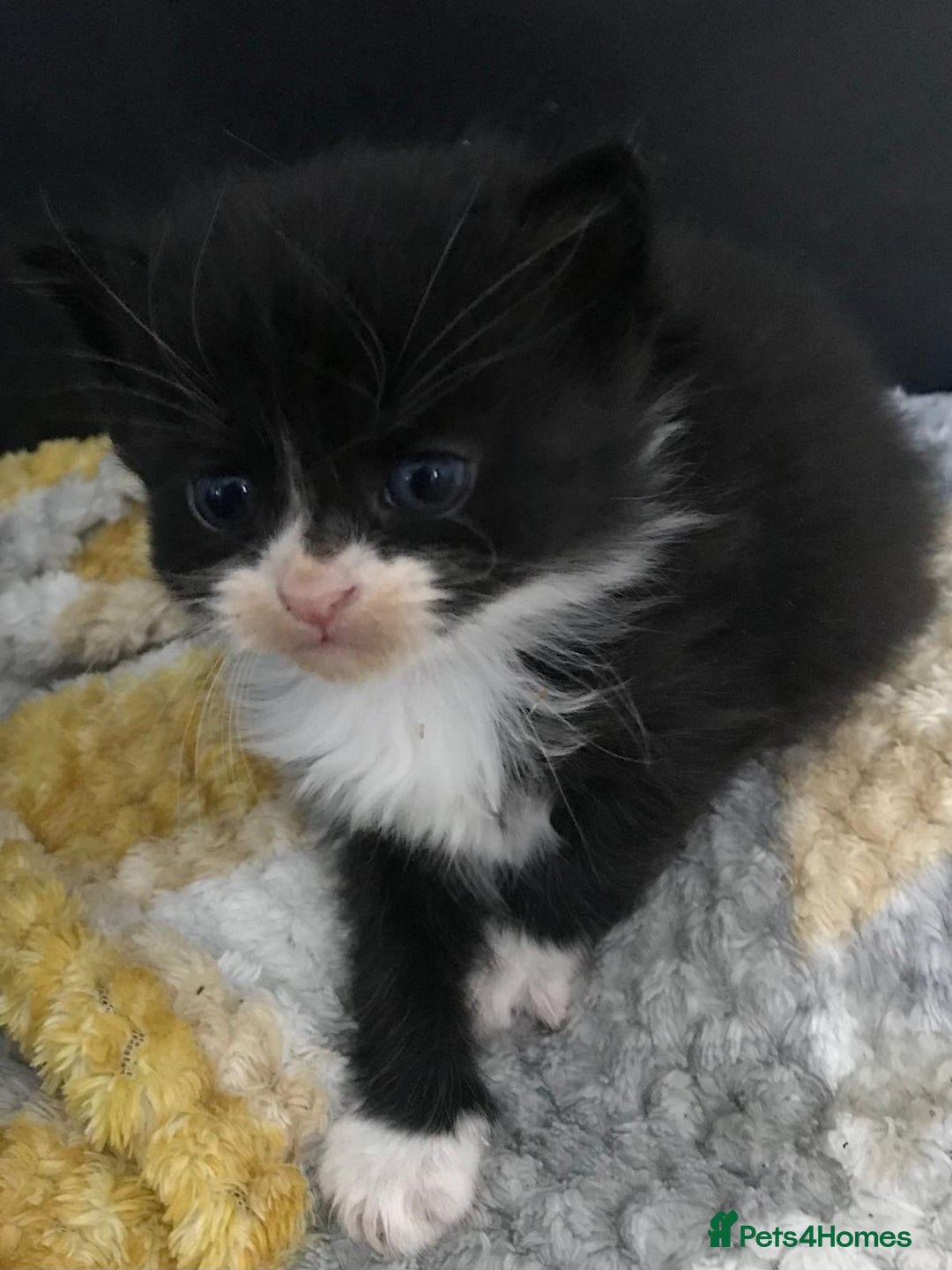 Mixed Breed cats for sale: Adorable half rag doll kittens  - Advert 17