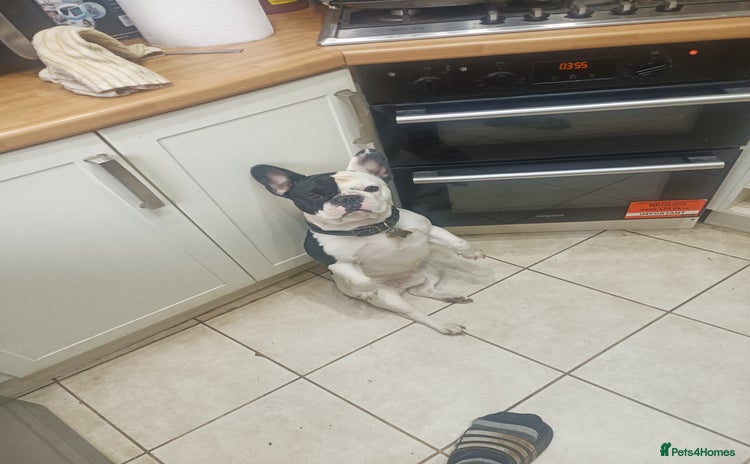 French Bulldog dogs - Advert 6