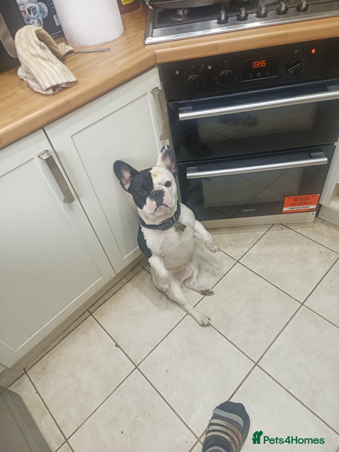 French Bulldog dogs for sale: French bulldog for sale - Image 1