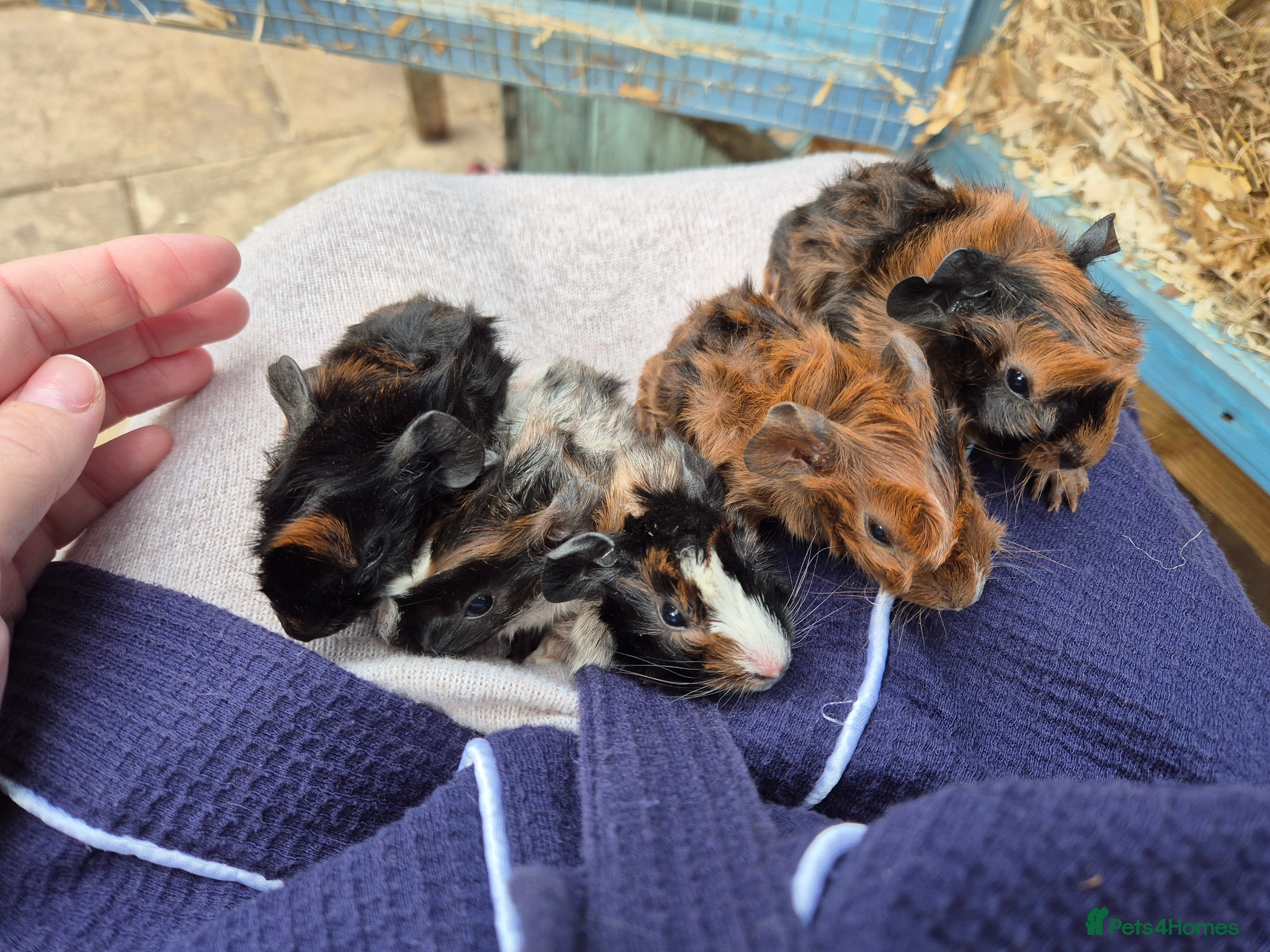Guinea Pig rodents Gorgeous purebred baby Abyssinian guinea pigs - Advert 20