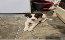 Lurcher dogs for sale: 5 lurcher pups looking for forever homes - Image 4