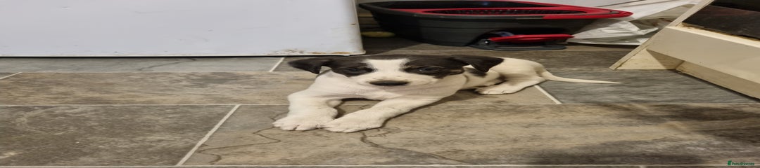 Lurcher Puppy 3