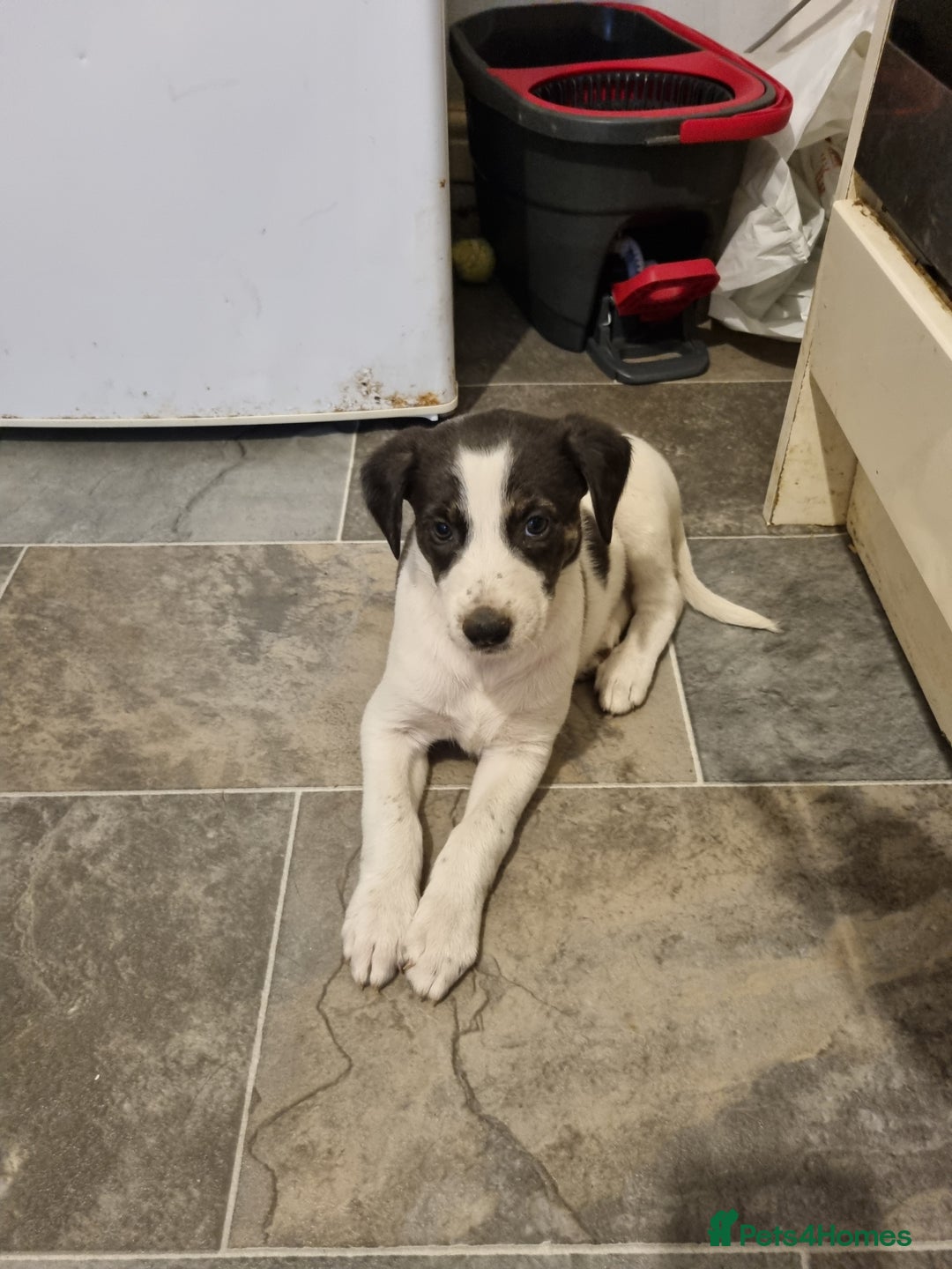 Lurcher dogs for sale: 5 lurcher pups looking for forever homes - Image 4