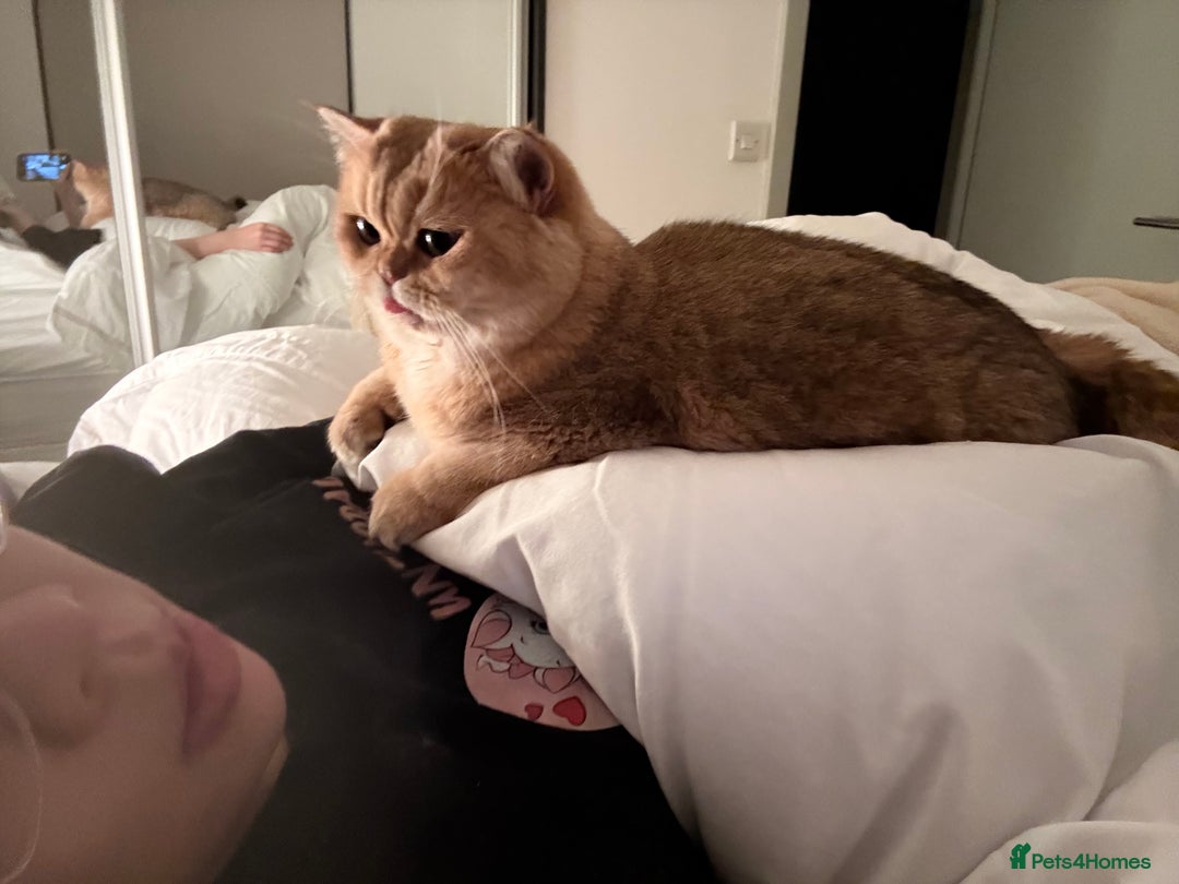 British Shorthair cats for sale: Rehome the cutest BSH - Advert 4