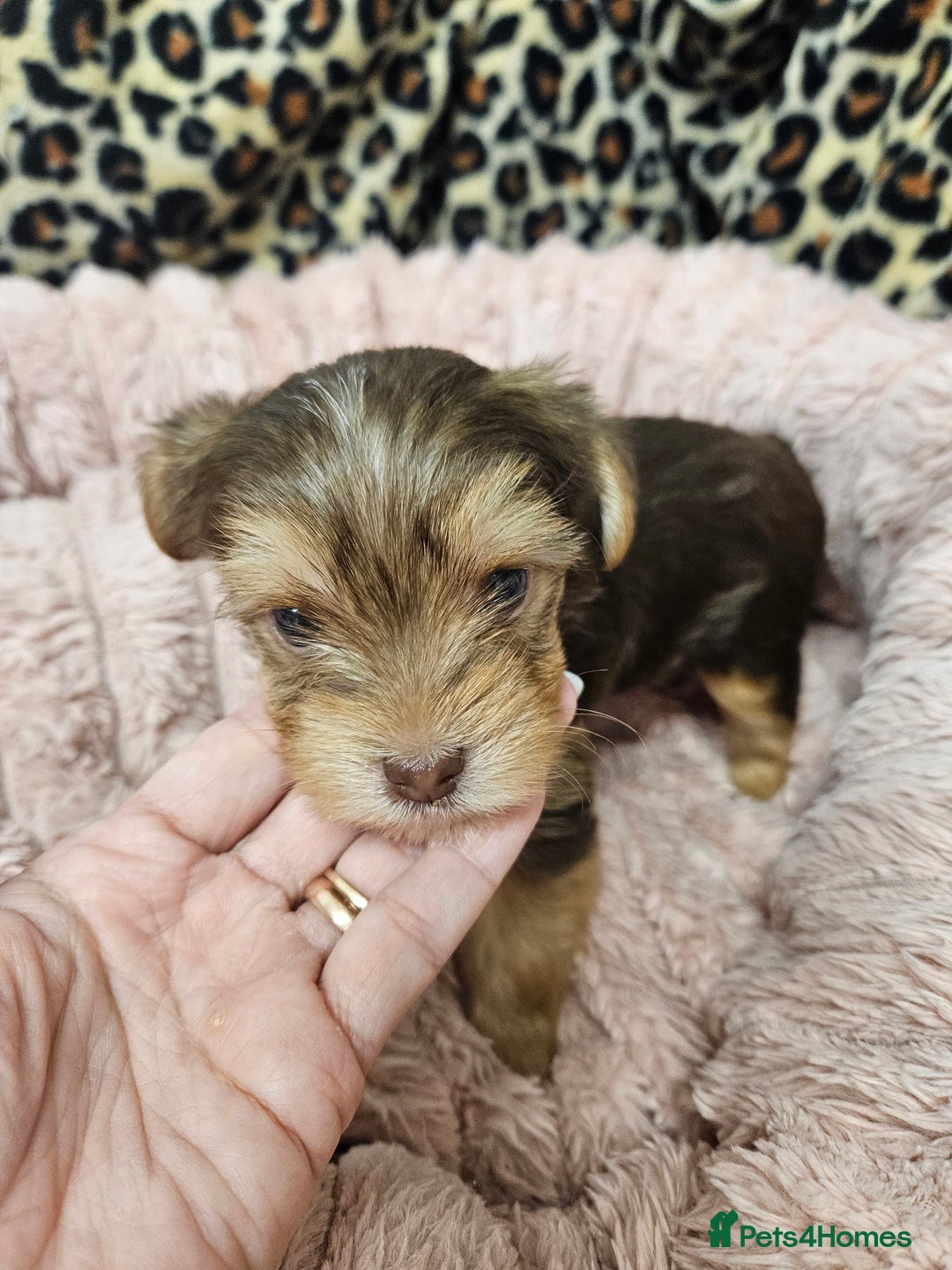 Yorkshire Terrier dogs for sale: 🤎 DNA tested parents 🤎 1 girl, 1 boy - Advert 7